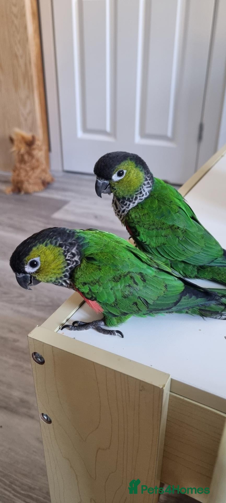 Conures birds Black Capped conures. Male & Female.  - Advert 17