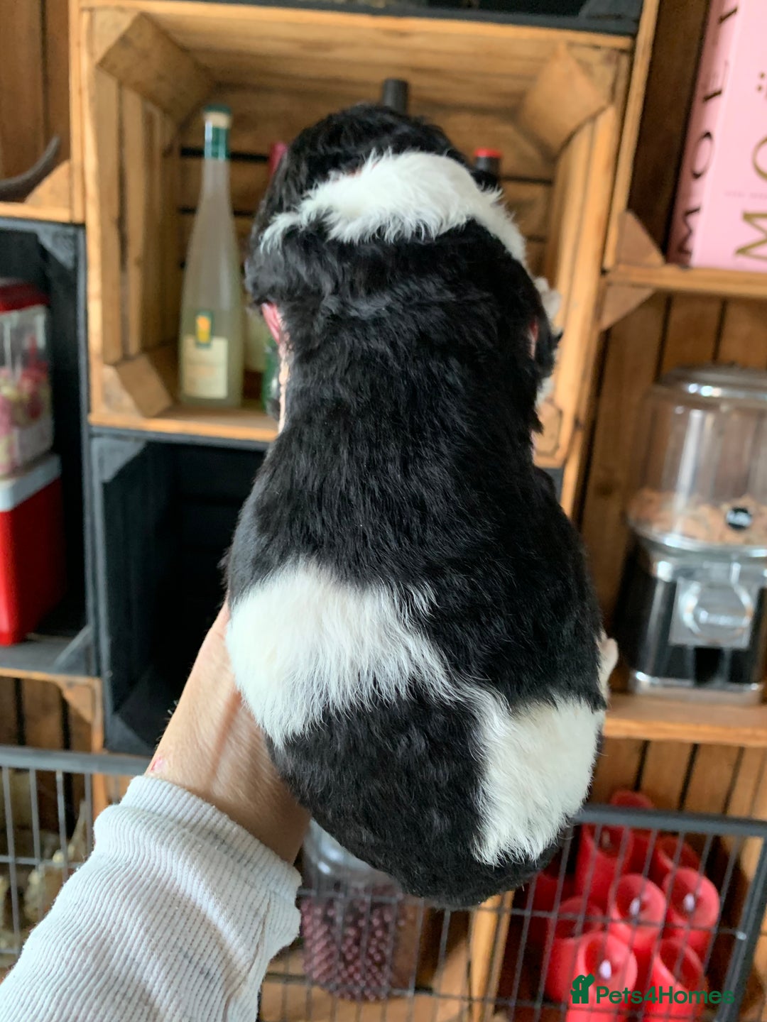 Bernedoodle dogs for sale: Standard Bernedoodle Blue Merle, Black White. - Image 28