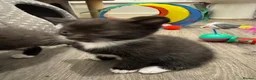 Mixed Breed cats for sale: Beautiful black white kittens in Southampton - Advert 5
