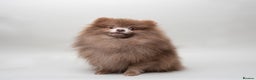Pomeranian dogs for stud: Solid Lilac Tiny 1.8kg Stud Dog DNA health tested in Rotherham - Advert 4