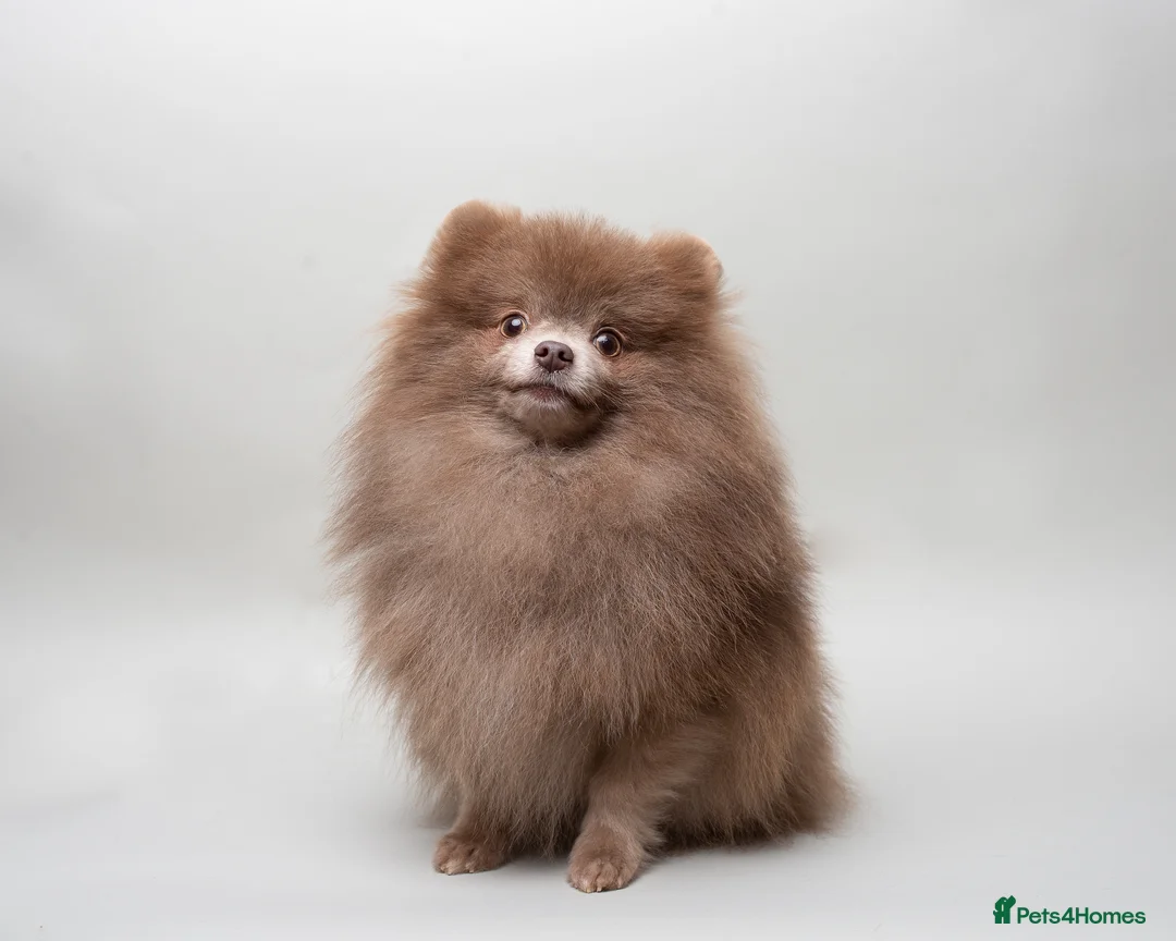 Pomeranian dogs for stud: Solid Lilac Tiny 1.8kg Stud Dog DNA health tested in Rotherham - Advert 4