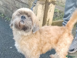 Shih Tzu dogs Gorgeous shihtzu - Advert 1