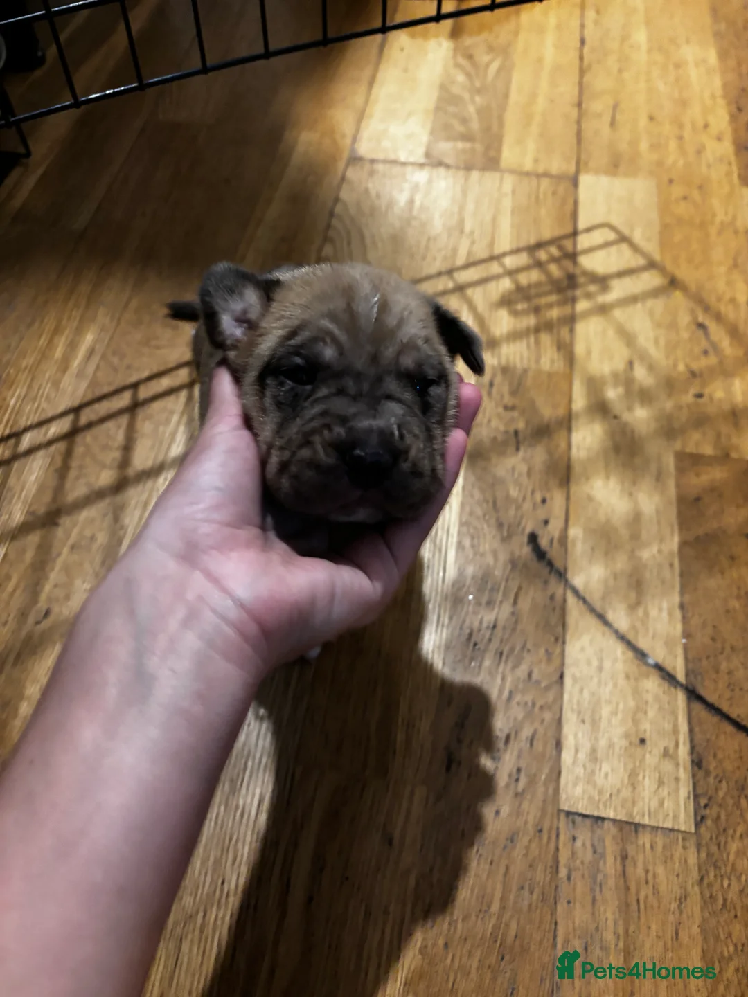 Mixed Breed dogs for sale: Cane corso  ** tiff pups in Westcliff-on-Sea - Advert 2