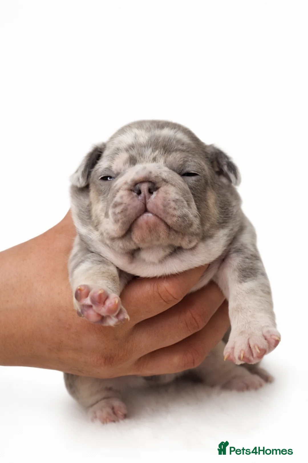 French Bulldog dogs for sale: 💥👀 NEW SHADE ISABELLA, MERLE TRI LILAC   - Advert 20