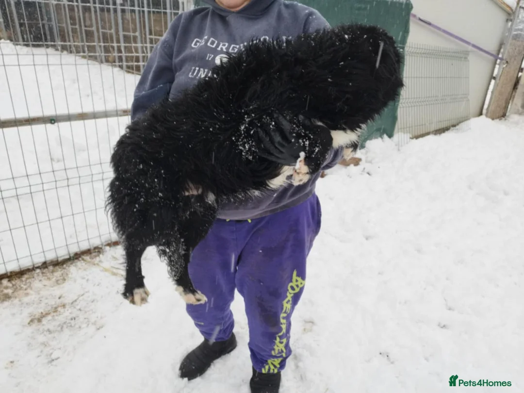 Mixed Breed dogs for adoption: Meet MARK - a very Sweet Boy for a Loving Home - Advert 18