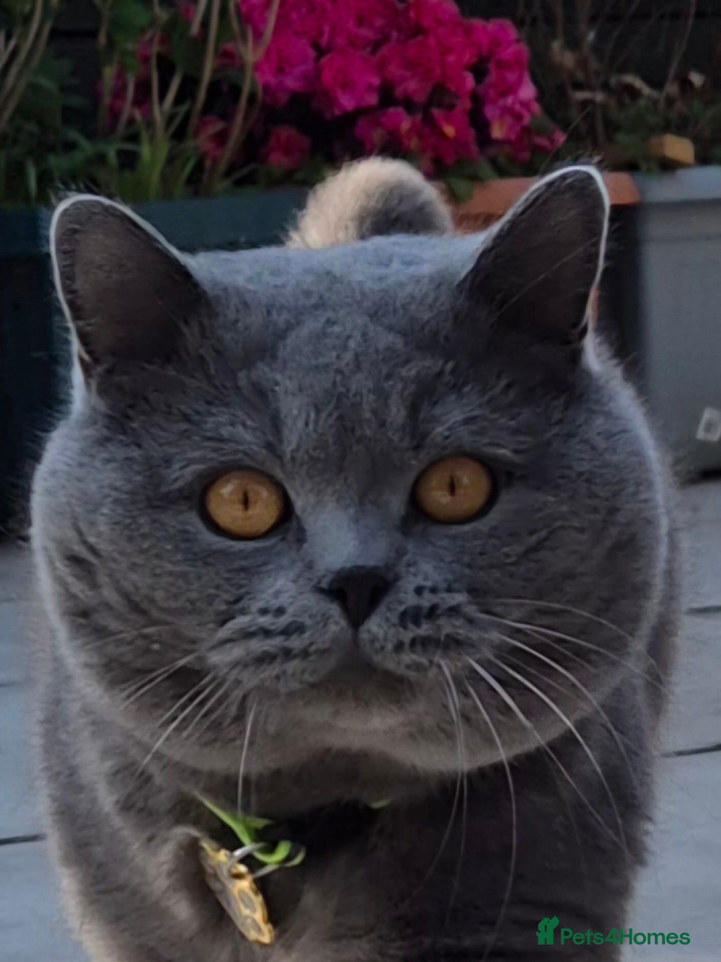 British Shorthair cats GCCF ACTIV Blue BSH Boy for Stud  in Boston - Advert 1