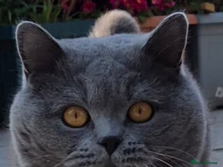 British Shorthair cats GCCF ACTIV Blue BSH Boy for Stud in Boston - Advert 1