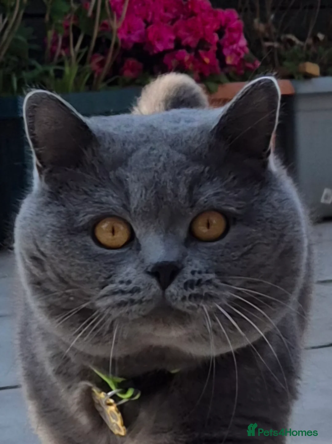 British Shorthair cats for stud: GCCF ACTIV Blue BSH Boy for Stud  in Boston - Advert 1