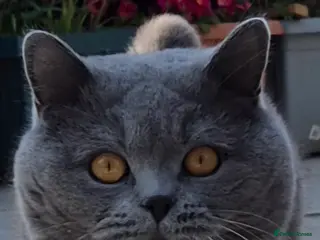 British Shorthair cats GCCF ACTIV Blue BSH Boy for Stud in Boston - Advert 16