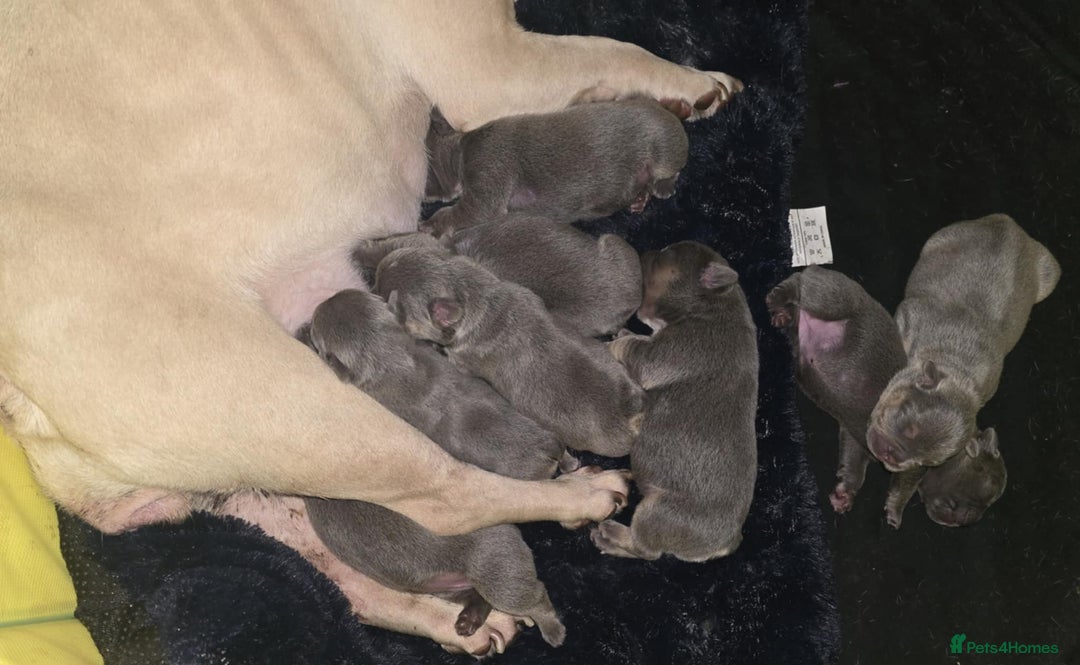 French Bulldog dogs for sale: Gorgeous Blue French Bulldog Girl - Image 7