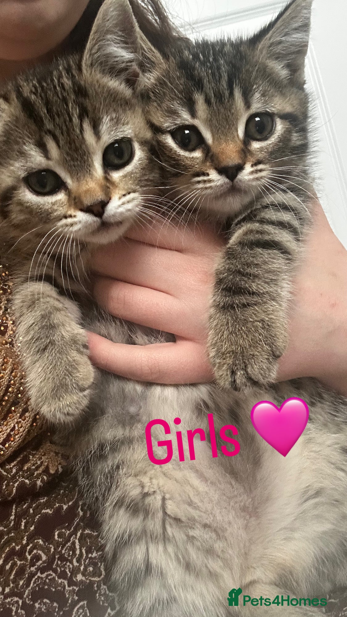 Mixed Breed cats British Shorthair / Mixed kittens  - Advert 14