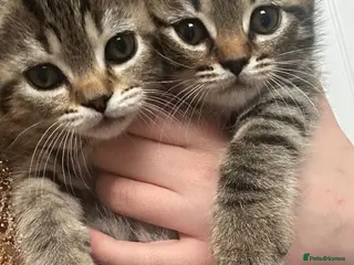 Mixed Breed cats British Shorthair / Mixed kittens - Advert 14