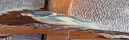 Mixed Breed birds for sale: Kakarikis, Cockatiel and bengalize finches  - Advert 4
