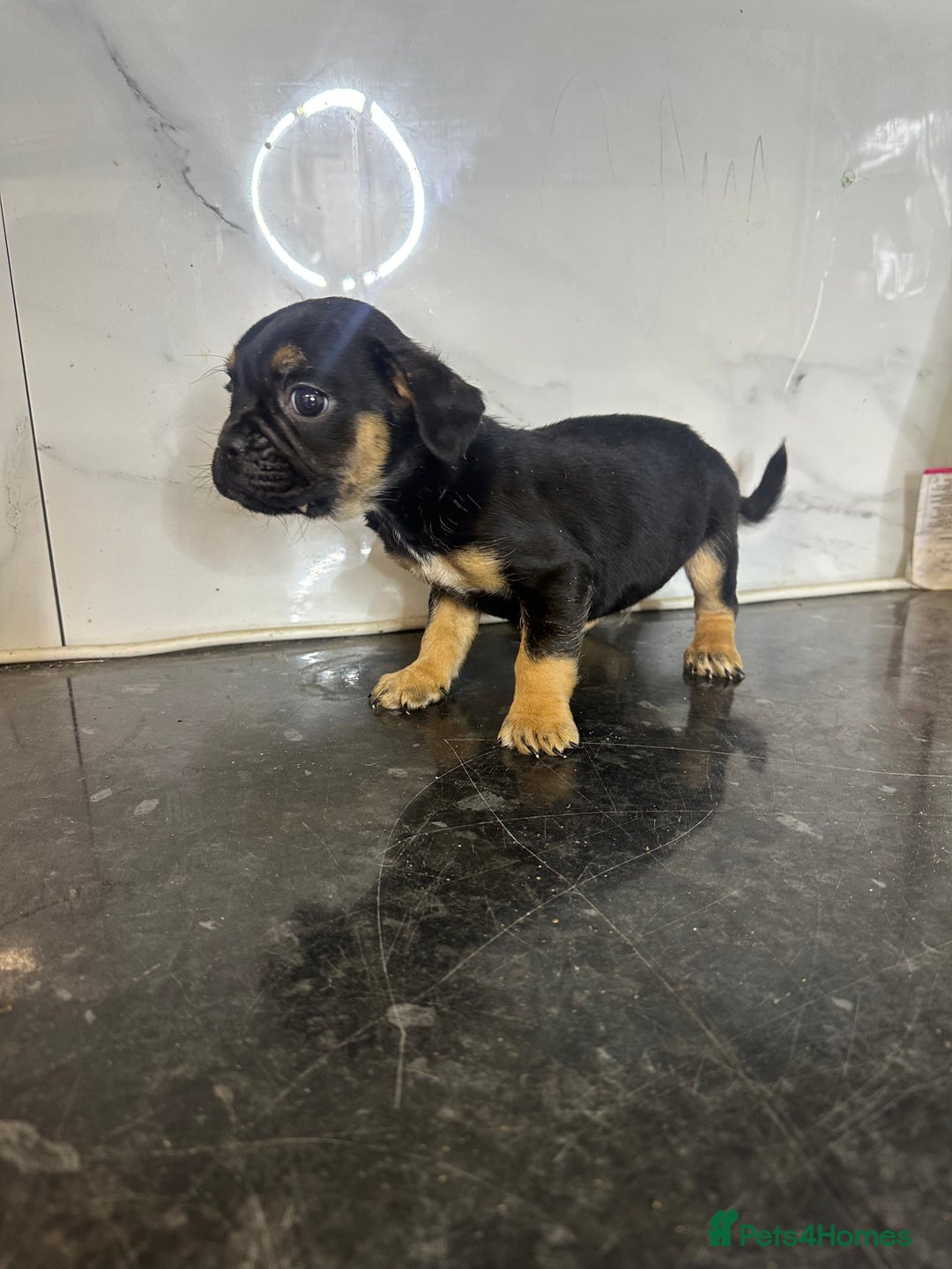 French Bulldog dogs for sale: French bulldog Pups - Advert 4