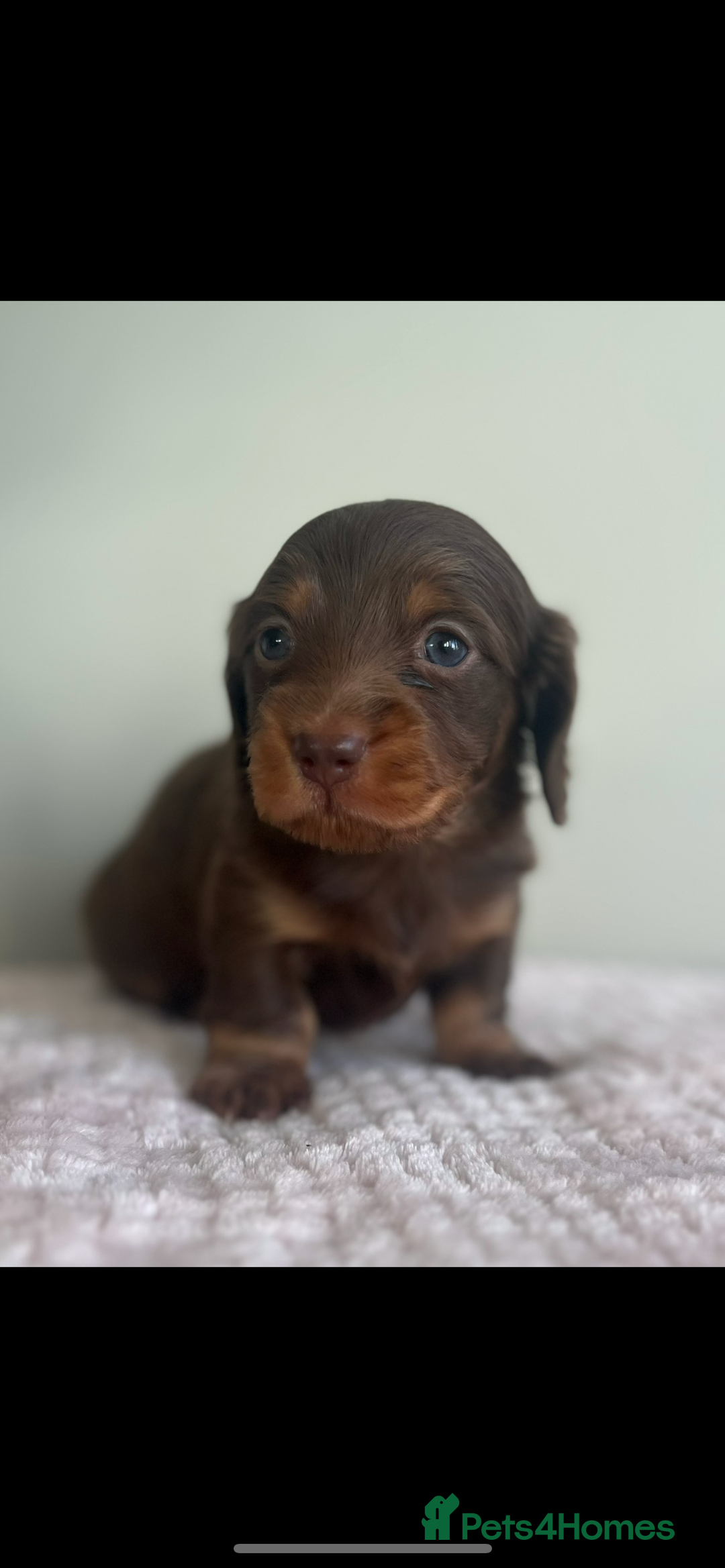 Miniature Dachshund dogs for sale: Ready to leave Mini long hair dachshund pups  - Advert 4