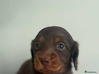 Miniature Dachshund dogs Mini long hair dachshund pups - Advert 5