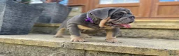 English Bulldog dogs for sale: English bulldogs blue tan fully suited boy & girl - Advert 14