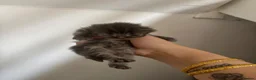 Mixed Breed cats for sale: Kittens for sale  in Milton Keynes - Advert 5