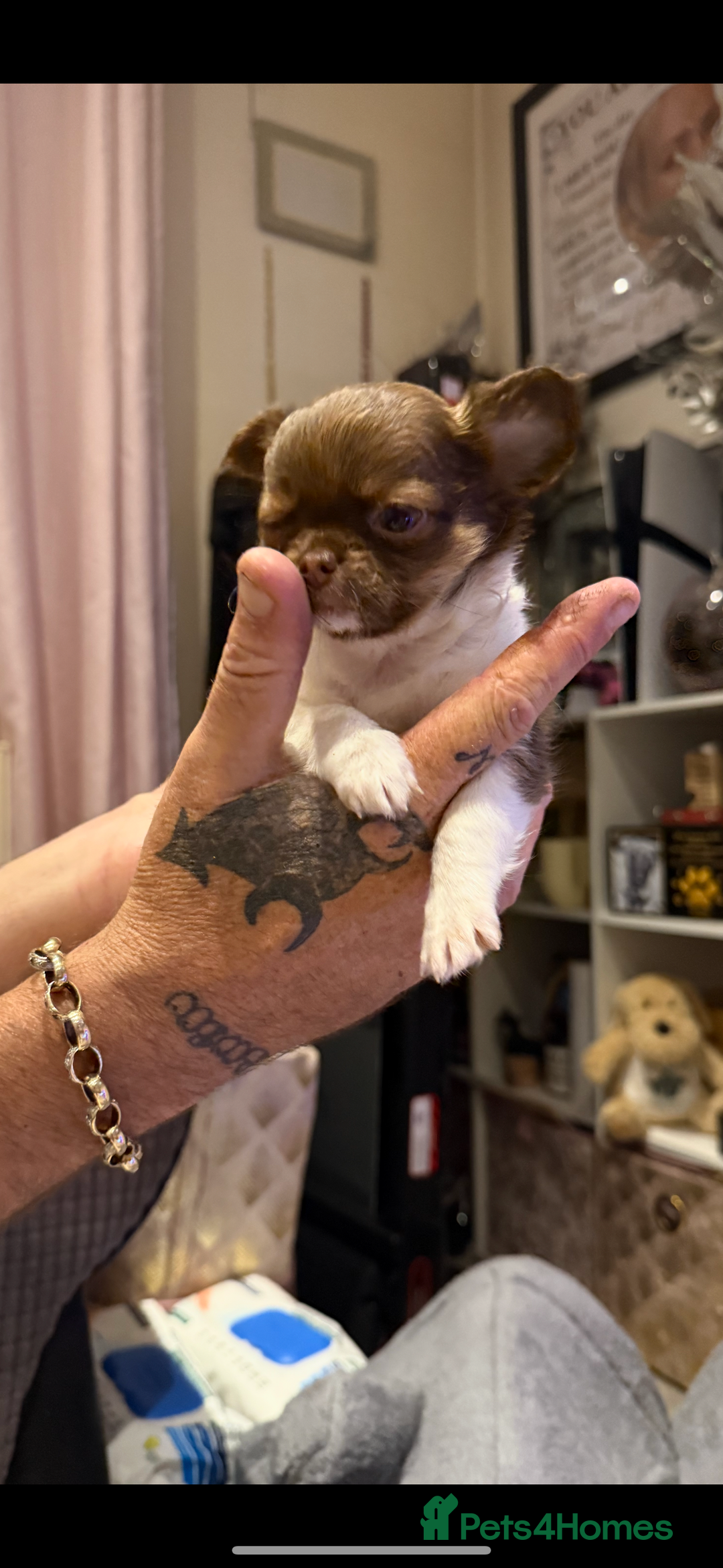Chihuahua dogs for sale:  ❤️ K.C Registered Fluffy chocolate baby’s 🥰 - Image 17