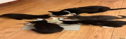 Mixed Breed cats for sale: Three adorable kittens looking for a loving home - Advert 4