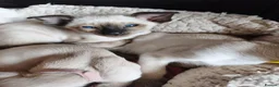 Siamese cats for sale: Gorgeous Siamese kittens!!! - Advert 14