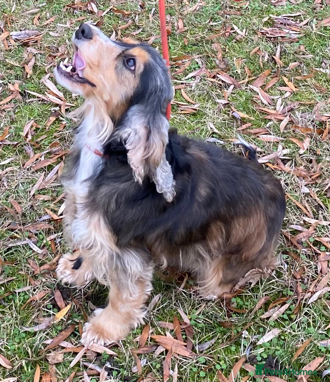 Cocker Spaniel dogs for sale: Adorable show cocker adult girls  - Advert 14