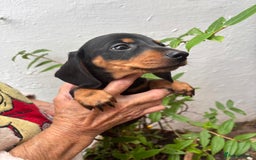 Miniature Dachshund dogs for sale: Miniature dachshund smooth hair pups  - Image 31