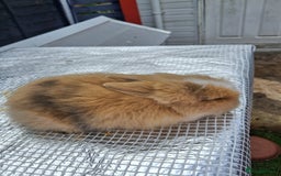 Lionhead rabbits for sale: lionhead bunnies  - Image 2
