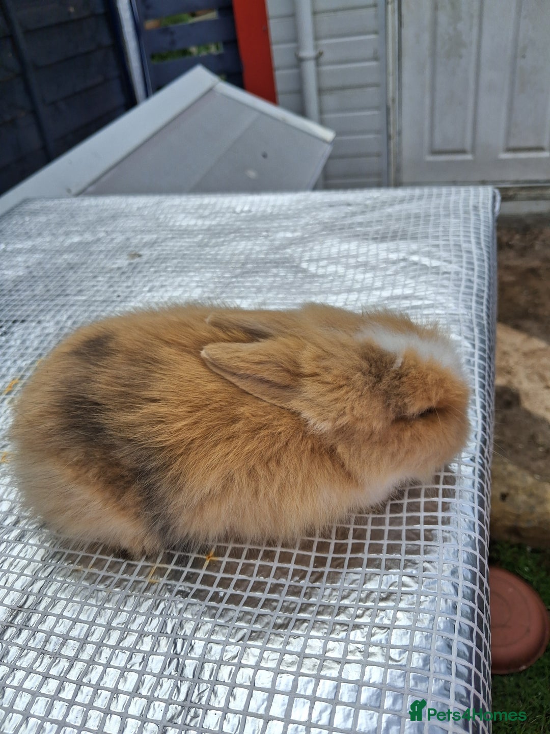 Lionhead rabbits for sale: lionhead bunnies  - Image 2