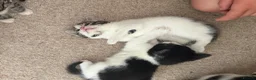 Mixed Breed cats for sale: Kittens for sale  in Southampton - Advert 3