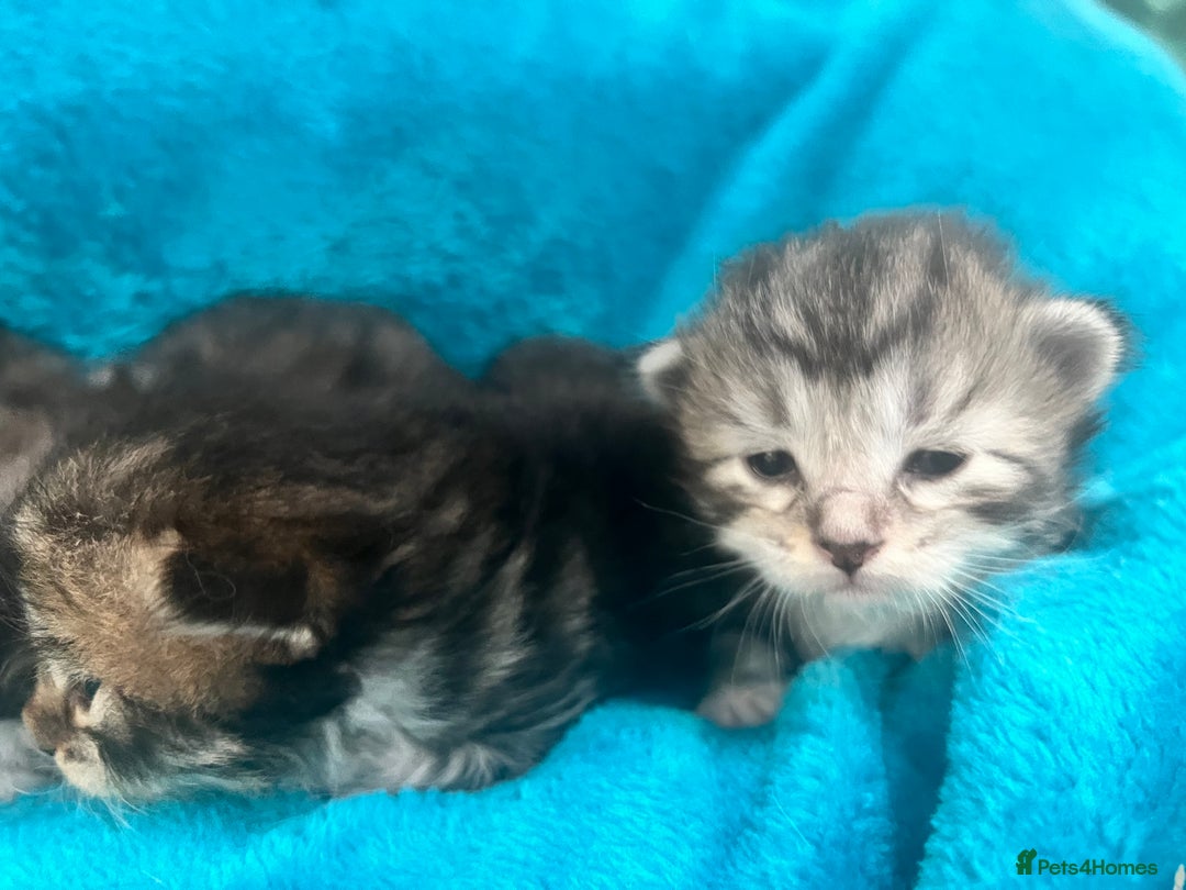 Siberian cats for sale: 🩶🩵Traditional Siberian Babies🩵🩶 - Advert 11