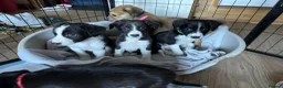 Mixed Breed dogs for sale: LAST BOY- Saluki Greyhound puppies - Advert 5