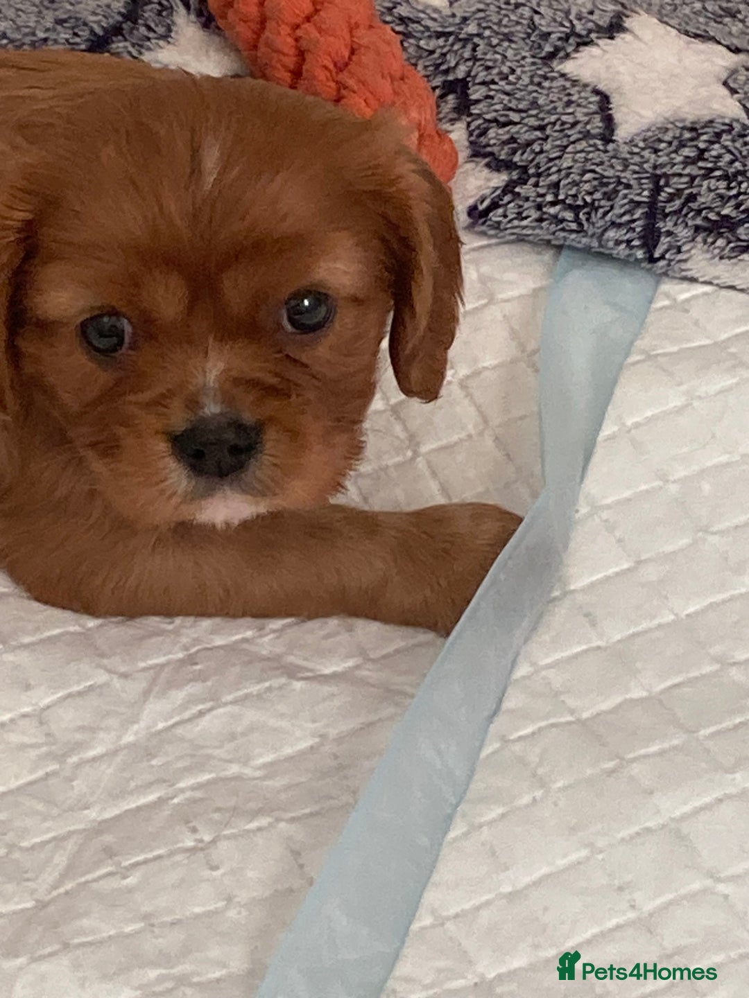 Cavalier King Charles Spaniel dogs for sale: Cavalier King Charles Spaniel Puppy 1 - Kc reg D.N.A health tested  - Image 8