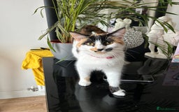 Domestic Shorthair cats for sale: Three kittens left - Image 9