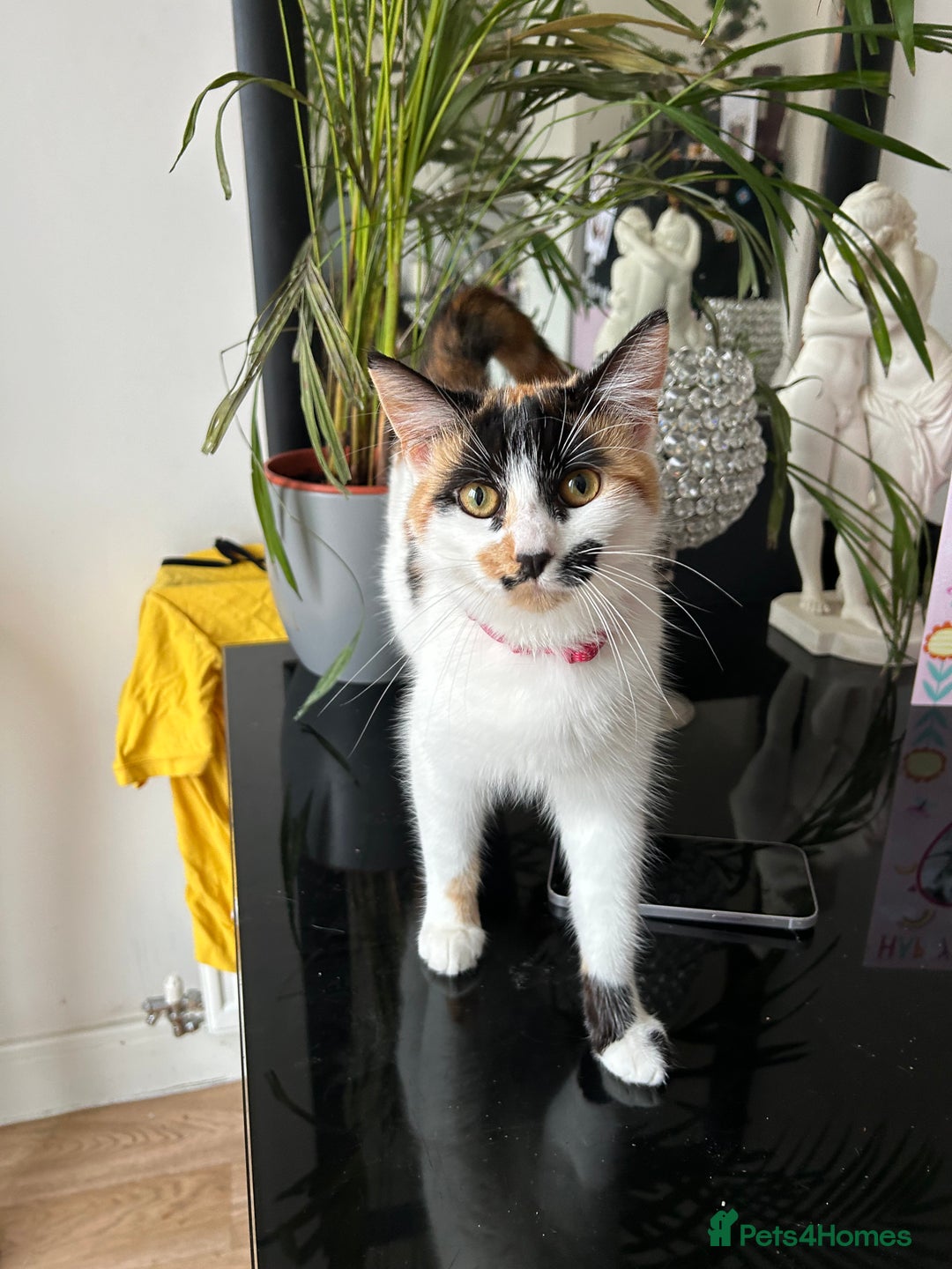 Domestic Shorthair cats for sale: Three kittens left - Image 9