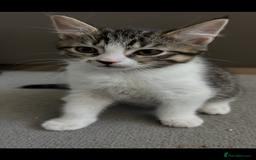Mixed Breed cats for sale: REDUCED & READY NOW BSH x Tabby kittens  - Image 23