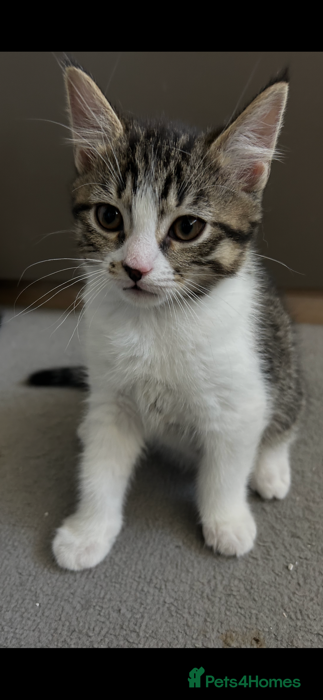 Mixed Breed cats for sale: REDUCED & READY NOW BSH x Tabby kittens  - Image 23