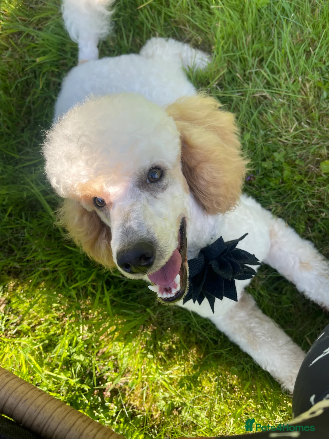 Miniature Poodle dogs for stud: Red/aipricot parti poodle. DNA clear  in Porth - Advert 8