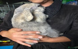 Mini Lop rabbits for sale: Mini lop bunnies for sale  - Image 2