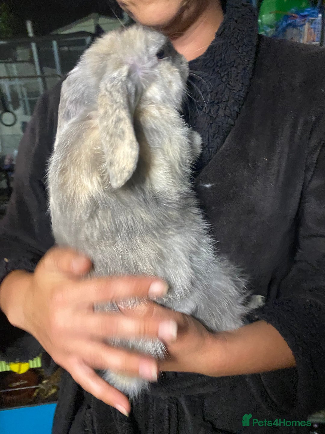 Mini Lop rabbits for sale: Mini lop bunnies for sale  - Image 2