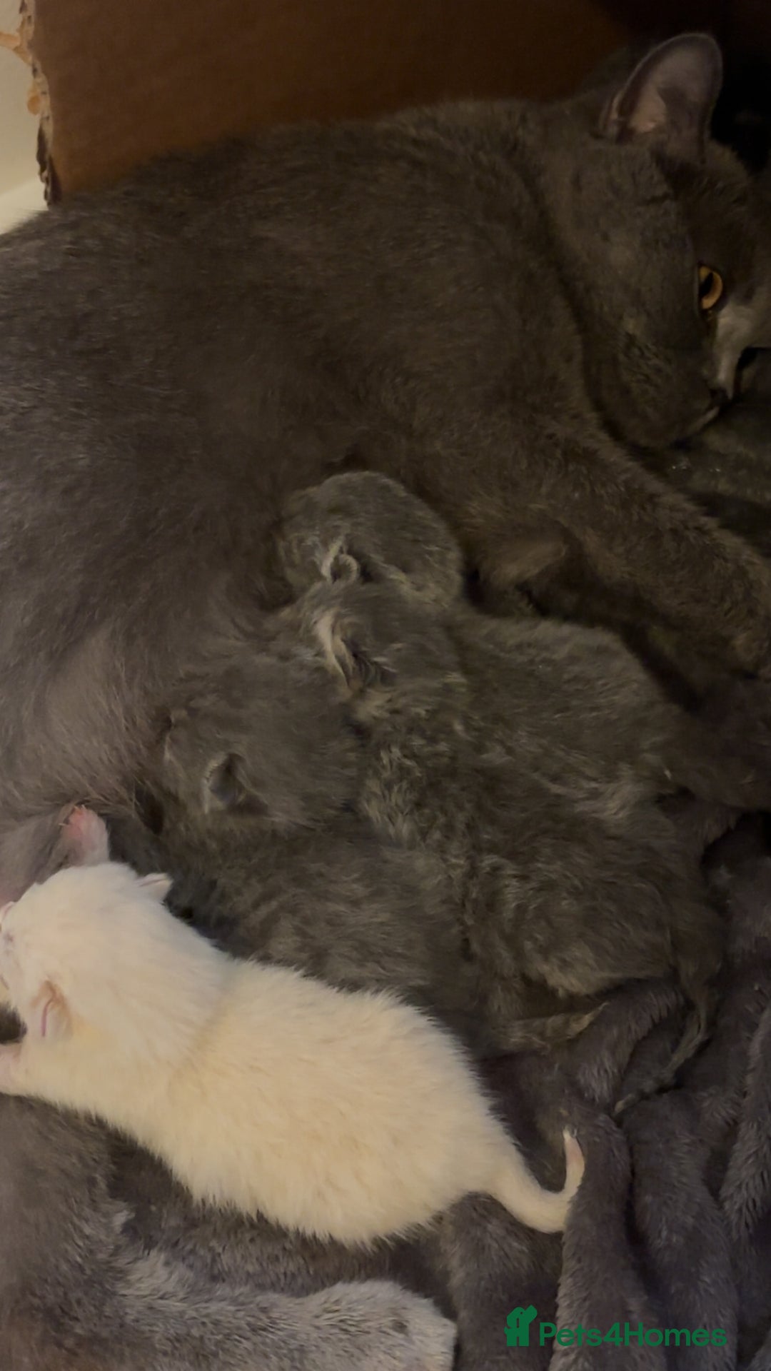 British Shorthair cats for sale: Pure breed British shorthairs  - Image 7
