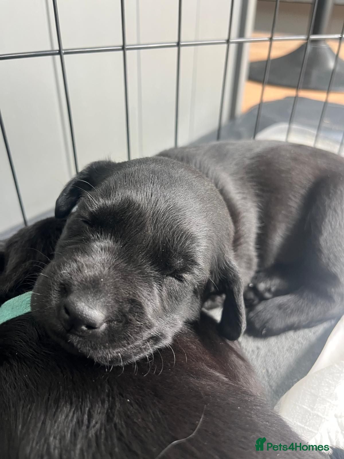 Labrador Retriever dogs Pure and Healthy Labrador Pups - Advert 2