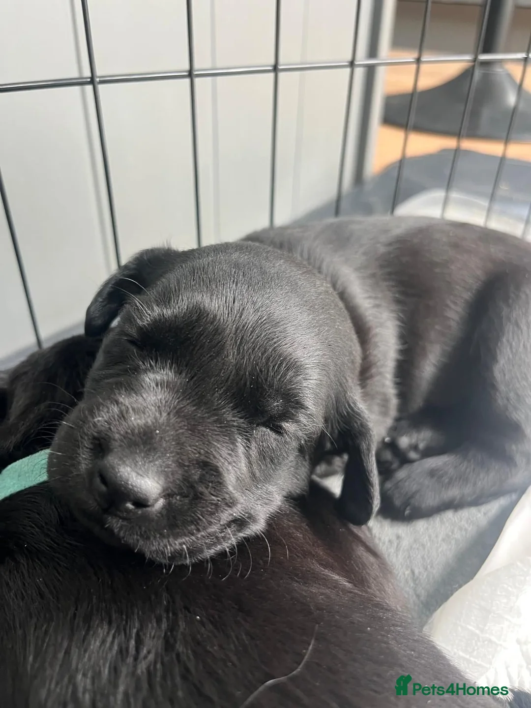 Labrador Retriever dogs for sale: Pure stunning Labrador Pups - Advert 2