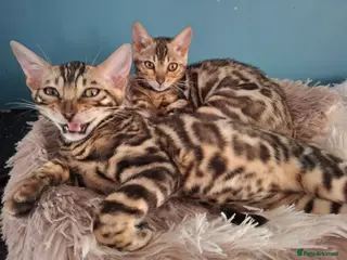 Bengal cats for sale: Show Quality Bengal Kittens – 5★ Licensed Cattery - Advert 2