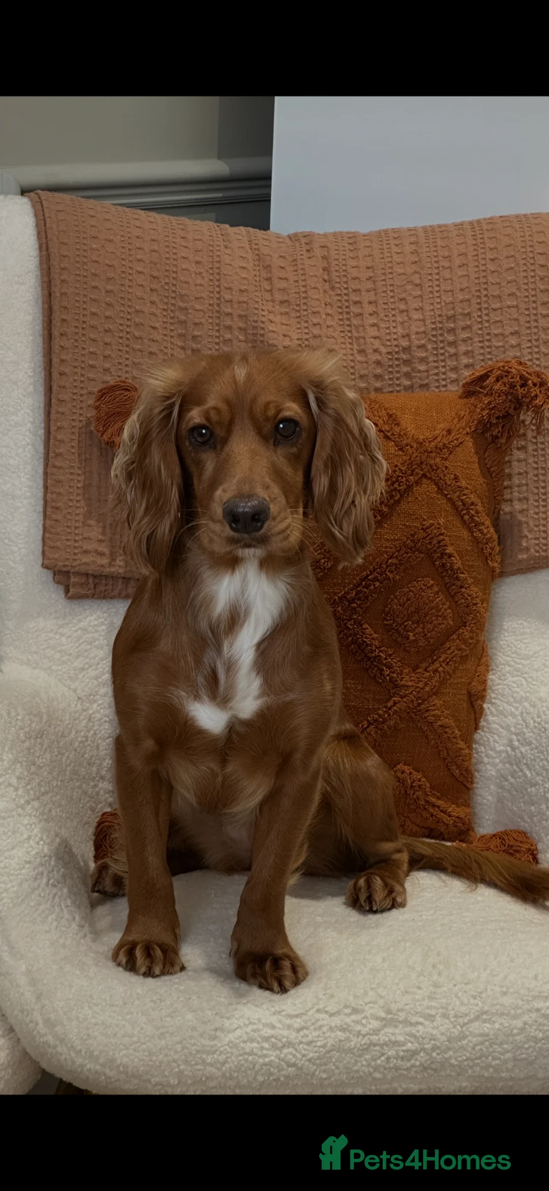 Cocker Spaniel dogs for sale: 3 Black Working Cocker Spaniel Boys READY NOW!  - Advert 2