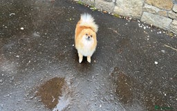 Pomeranian dogs for sale: Kc Registered Pomeranian Pups - Image 22