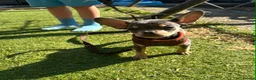 Mixed Breed dogs for sale: 1 year old Male Chihuahua x French Bulldog Puppy  in Margate - Advert 5