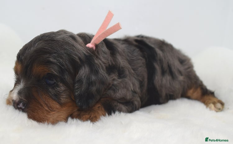 Cavapoo dogs - Advert 4