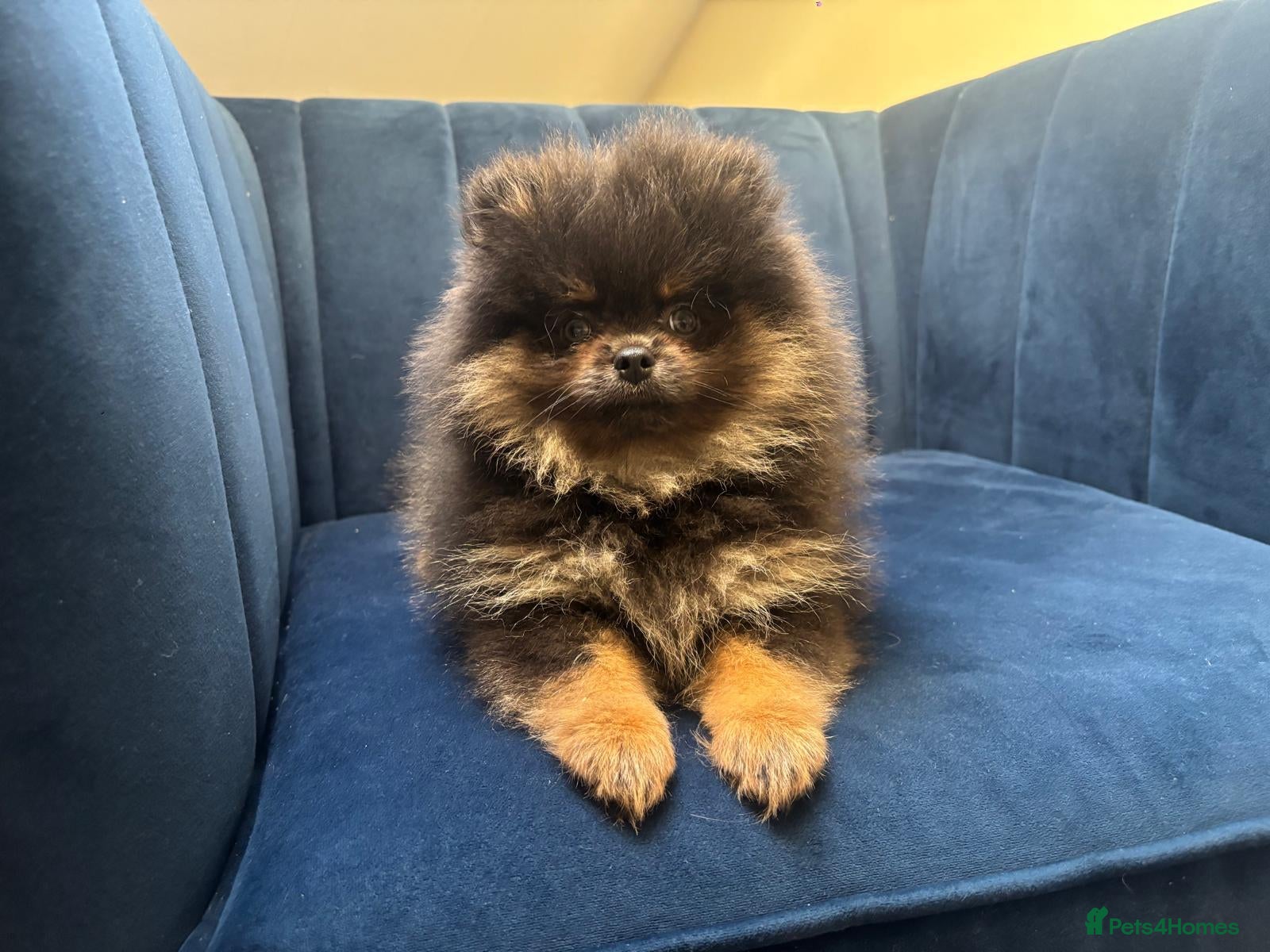 Pomeranian dogs for sale: Kc reg teddy pom  - Advert 1