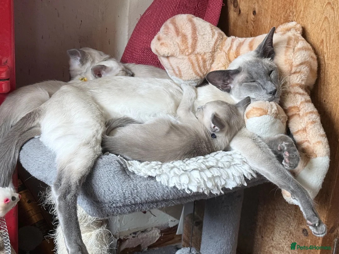 Siamese cats for sale: New Litter of kittens - Advert 7